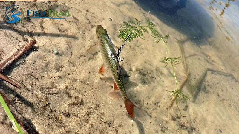 Baitfish rigged with exposed treble hook points