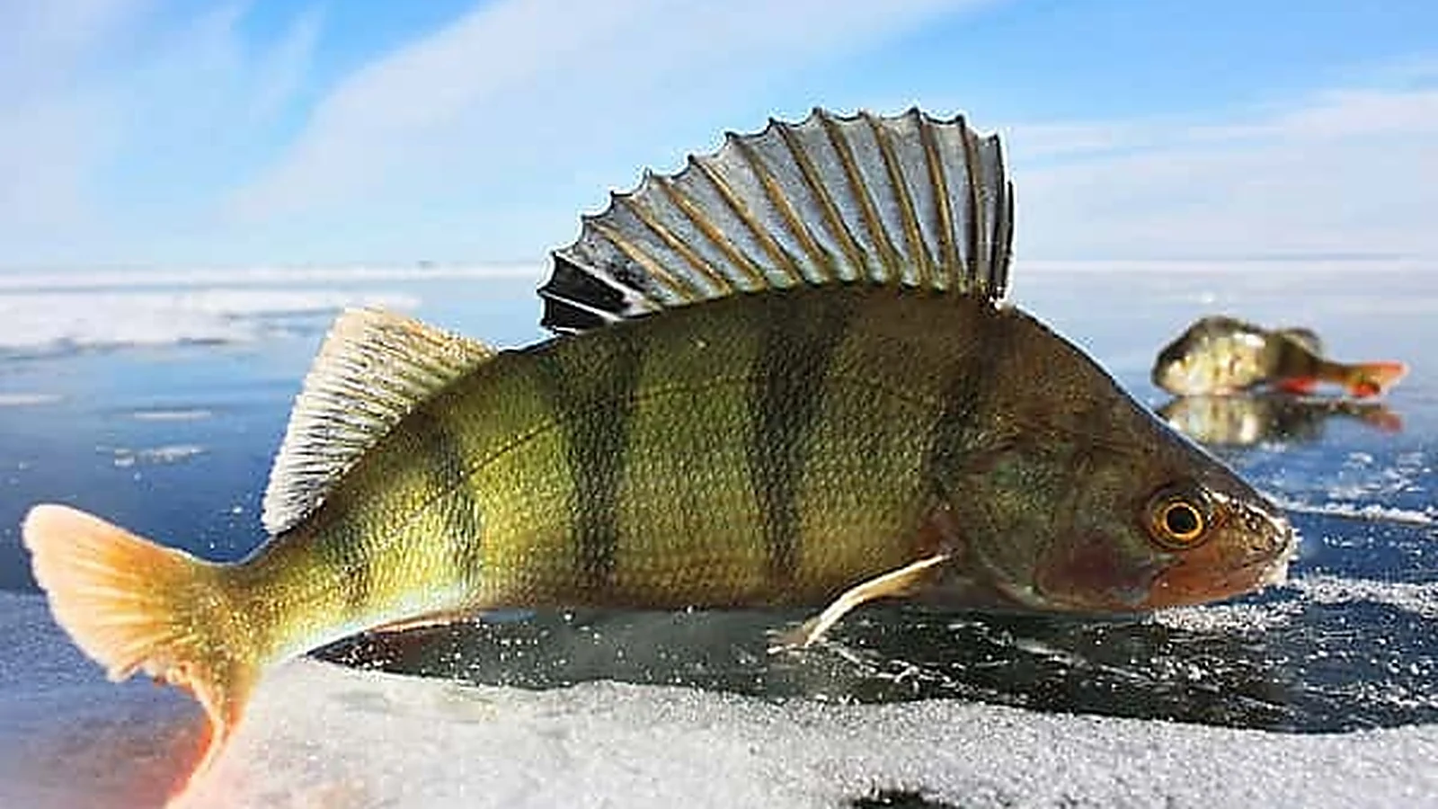 First Ice Perch Fishing: Where to Find Fish and How to Catch Them