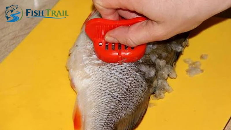 Remove the Scales from Tail Towards Head