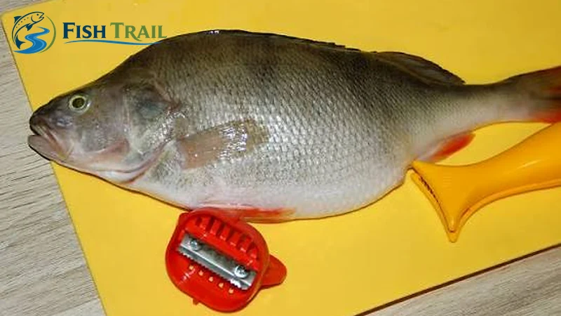 Position the Fish and Prepare the Scaler