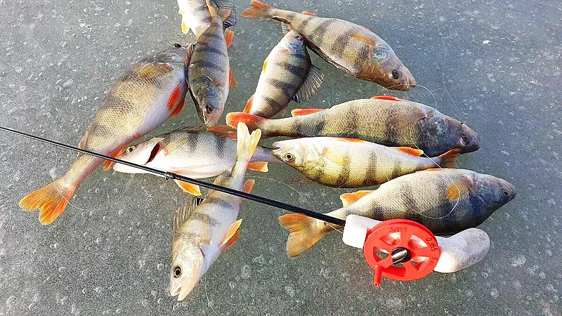 How to Catch More Perch Once You've Found Them