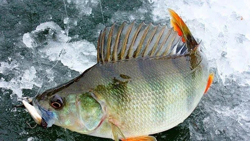 When Do Perch Bite Best Under the Ice