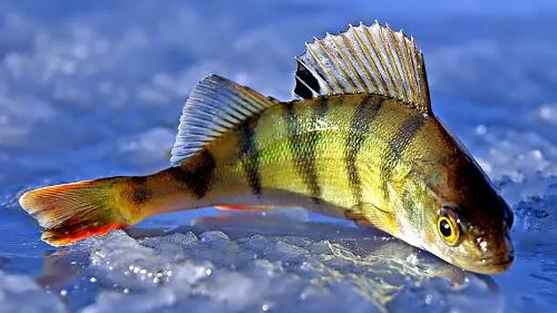 Why First Ice Is Such an Interesting Time to Catch Perch