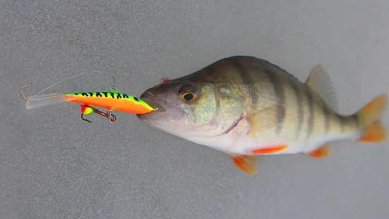 Balancing Jigs: A Favourite for Active Perch