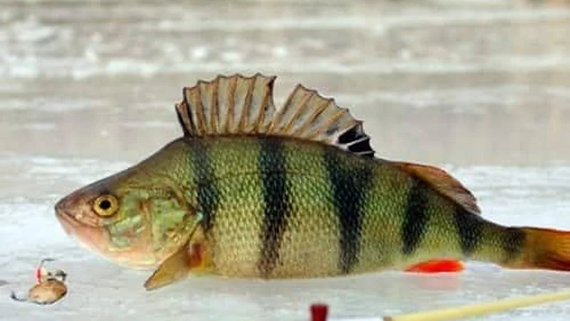 Mormyshkas: Small Lures for Delicate Bites