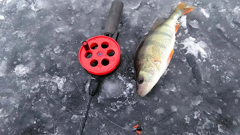 Choosing the Right Ice Fishing Tackle for Perch