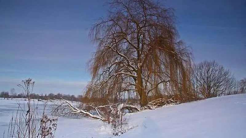 Where to Find Perch Under the First Ice