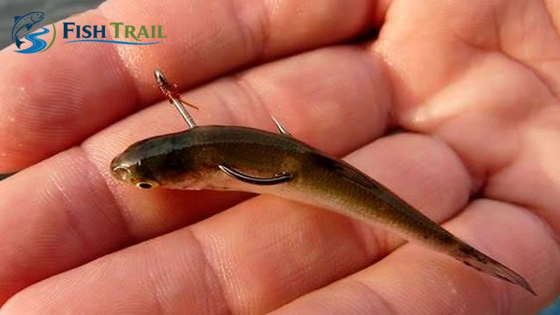 Small baitfish held in a hand with a single hook mounted near its back