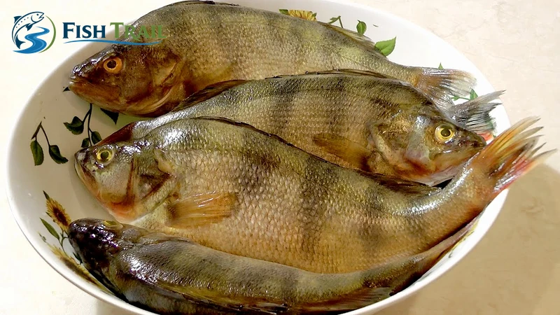Whole European perch on a plate before cleaning