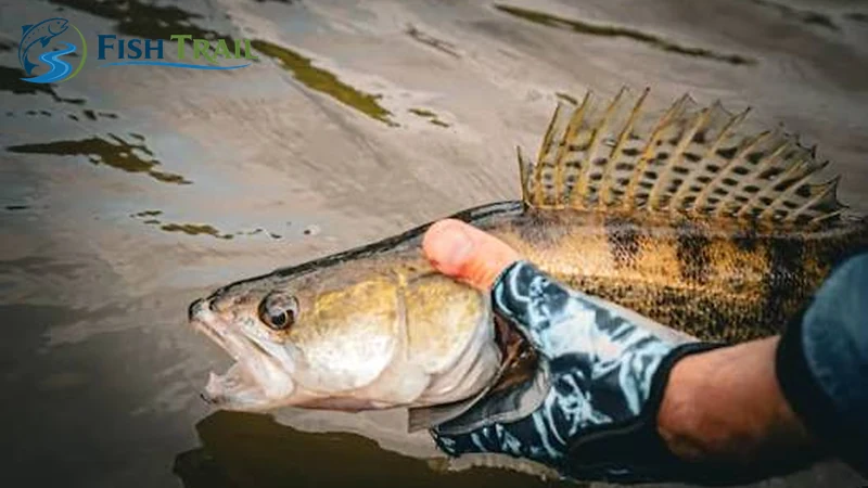 European zander held at the water’s edge